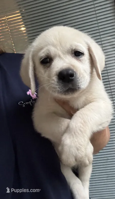Blake – Labrador Retriever puppy for sale in Springfield, MO
