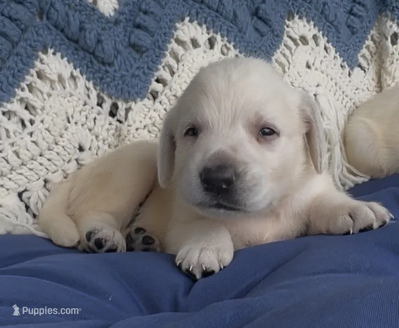 Presley – Labrador Retriever puppy for sale in Springfield, MO