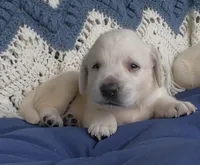 Presley, a female Labrador Retriever for sale in Springfield, MO – 1 of 3