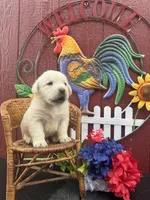 Bud, a male Labrador Retriever for sale in Springfield, MO – 5 of 6