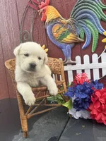 Baby, a female Labrador Retriever for sale in Springfield, MO – 7 of 9