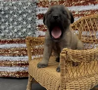 Wilma, a female Chow Chow and Labrador Retriever for sale in Springfield, MO – 9 of 10