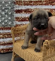 Wilma, a female Chow Chow and Labrador Retriever for sale in Springfield, MO – 8 of 10