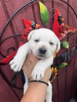 River, a female Labrador Retriever for sale in Springfield, MO – 9 of 9