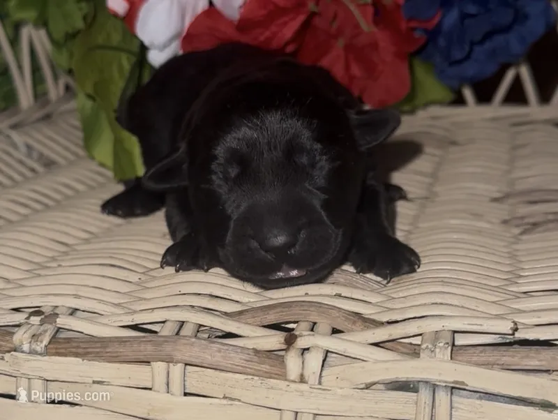 Nugget – Labrador Retriever puppy for sale in Springfield, MO