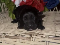 Nugget, a male Labrador Retriever for sale in Springfield, MO – 1 of 5