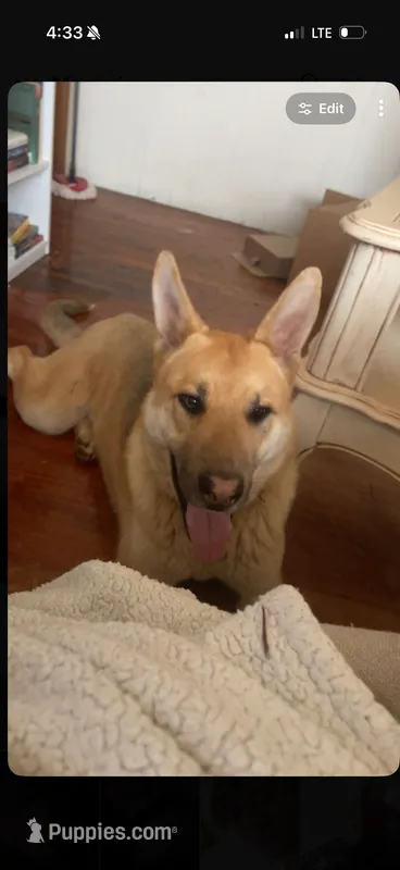 Cipher  – German Shepherd Dog puppy for sale in Springfield, MO