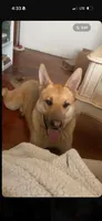 Cipher , a male German Shepherd Dog for sale in Springfield, MO – 1 of 2