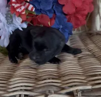 Jack, a male Labrador Retriever for sale in Springfield, MO – 2 of 9