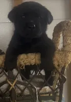 Jackson, a male Labrador Retriever for sale in Springfield, MO – 4 of 6