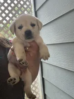 Angel, a female Labrador Retriever for sale in Springfield, MO – Photo 3 of 3