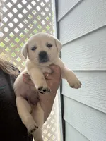 Angel, a female Labrador Retriever for sale in Springfield, MO – Photo 2 of 3