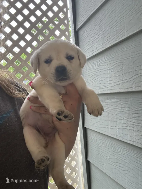 Angel – Labrador Retriever puppy for sale in Springfield, MO