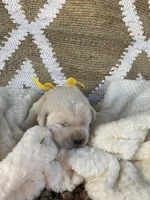 Titus, a male Labrador Retriever for sale in Springfield, MO – 2 of 3