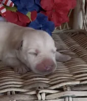 Buddy, a male Labrador Retriever for sale in Springfield, MO – 2 of 3