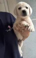 Benny, a male Labrador Retriever for sale in Springfield, MO – 2 of 3