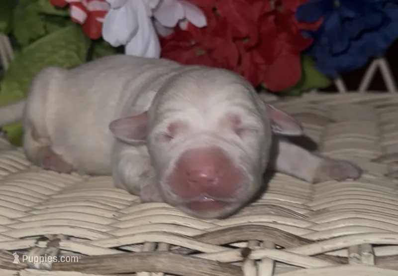 Jack – Labrador Retriever puppy for sale in Springfield, MO