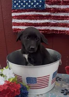 Greta , a female Labrador Retriever and English Mastiff for sale in Springfield, MO – 5 of 10
