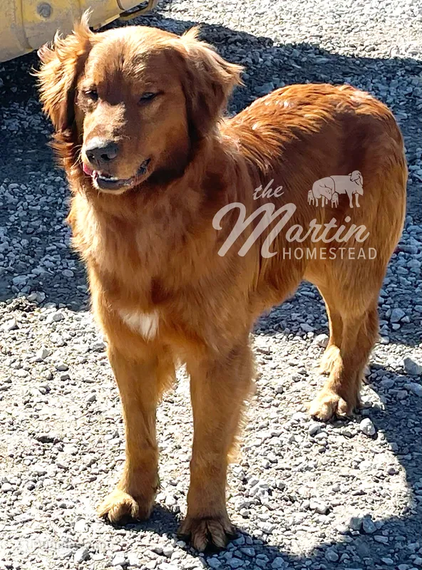 Bear – Golden Retriever puppy for sale in Clayton, MI