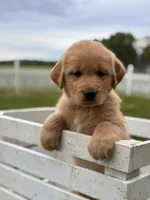Bear, a male Golden Retriever for sale in Clayton, MI – 1 of 3