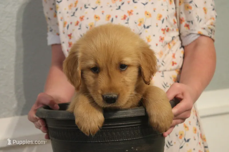 Milo – Golden Retriever puppy for sale in Clayton, MI