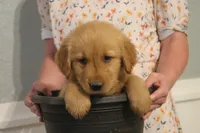 Milo, a male Golden Retriever for sale in Clayton, MI – 1 of 4