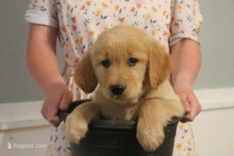 Cooper – Golden Retriever puppy for sale in Clayton, MI