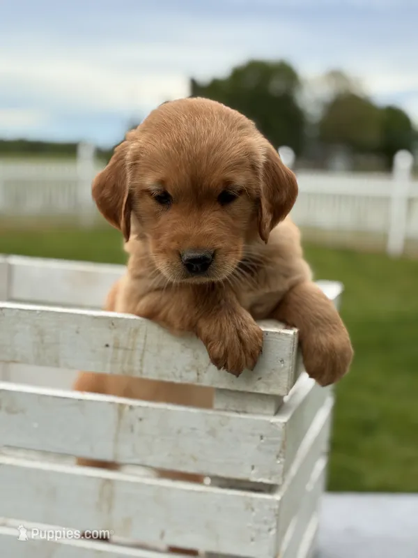 Charlie – Golden Retriever puppy for sale in Clayton, MI