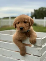 Milo, a male Golden Retriever for sale in Clayton, MI – 2 of 4