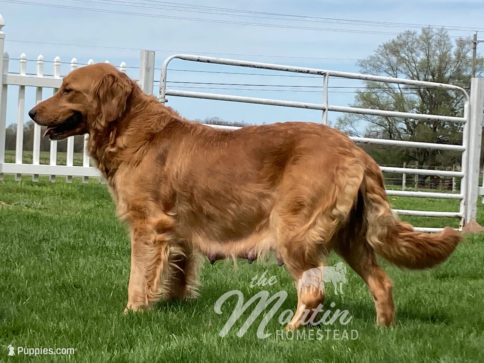 Charlie, a male Golden Retriever for sale in Clayton, MI – 2 of 3