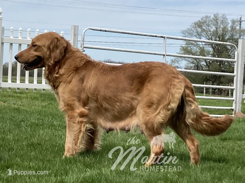 Milo – Golden Retriever puppy for sale in Clayton, MI