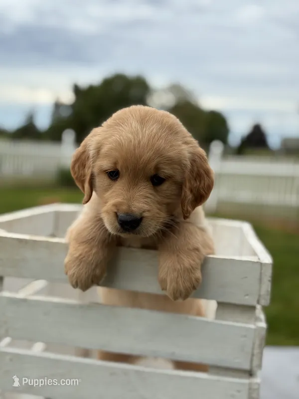 Duke – Golden Retriever puppy for sale in Clayton, MI