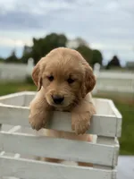 Duke, a male Golden Retriever for sale in Clayton, MI – 1 of 3