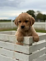 Finn, a male Golden Retriever for sale in Clayton, MI – 1 of 3