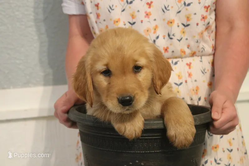 Charlie – Golden Retriever puppy for sale in Clayton, MI