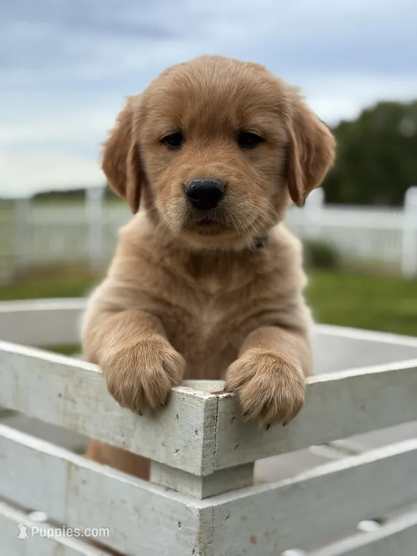 Cooper – Golden Retriever puppy for sale in Clayton, MI