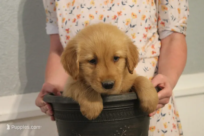 Milo – Golden Retriever puppy for sale in Clayton, MI