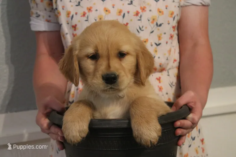 Finn – Golden Retriever puppy for sale in Clayton, MI