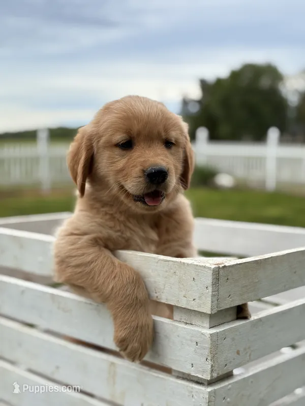 Cooper – Golden Retriever puppy for sale in Clayton, MI