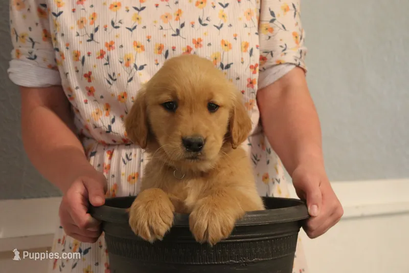 Buddy – Golden Retriever puppy for sale in Clayton, MI