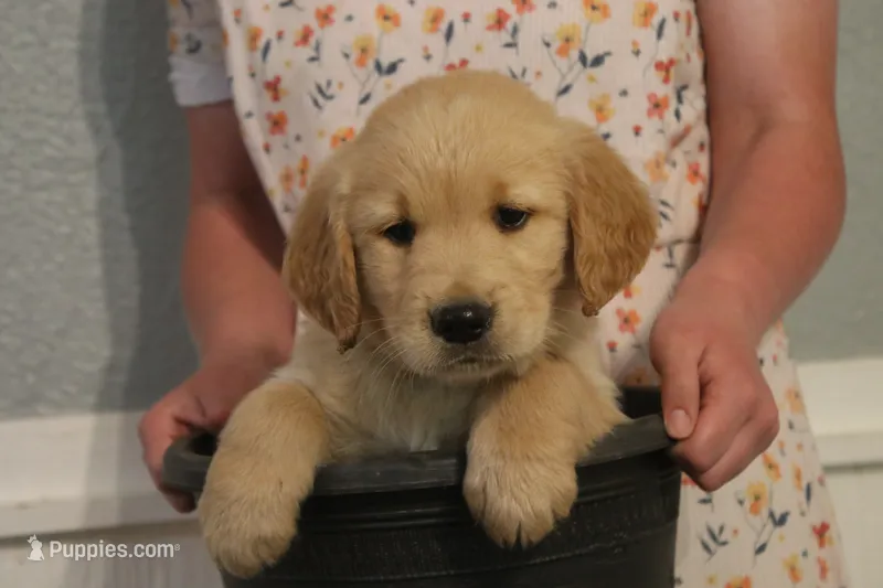 Duke – Golden Retriever puppy for sale in Clayton, MI