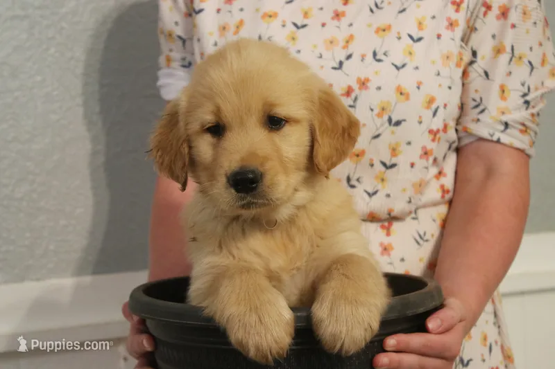 Bear – Golden Retriever puppy for sale in Clayton, MI