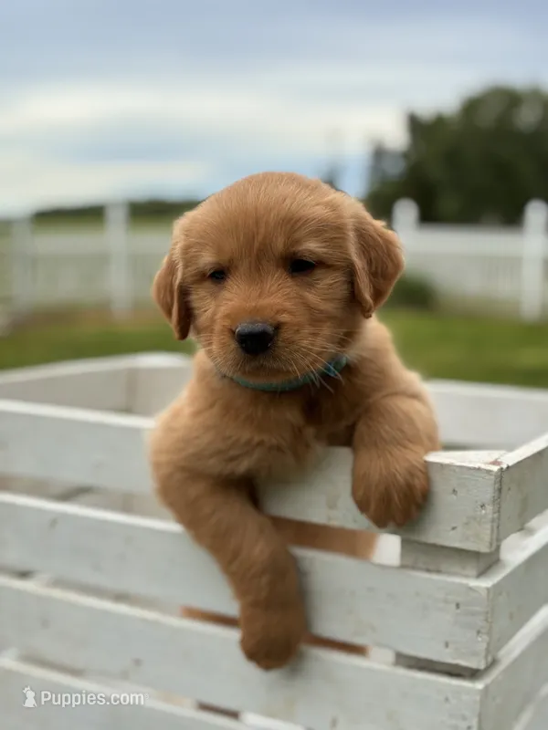 Milo – Golden Retriever puppy for sale in Clayton, MI