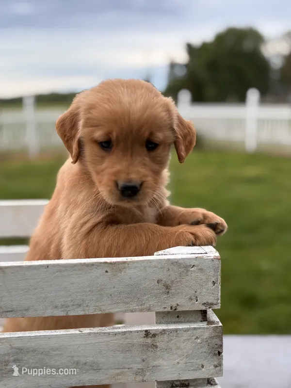 Buddy – Golden Retriever puppy for sale in Clayton, MI
