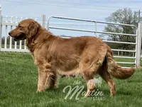Finn, a male Golden Retriever for sale in Clayton, MI – 2 of 3