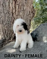 Dainty, a female Sheepadoodle for sale in Tehachapi, CA – 2 of 4