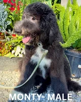 Monty, a male Sheepadoodle for sale in Tehachapi, CA – 2 of 10
