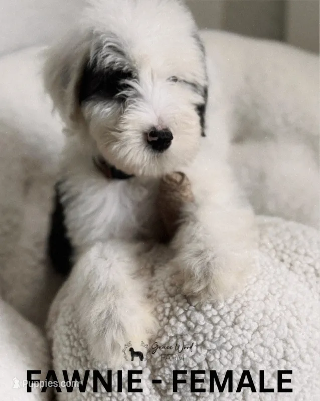 Fawnie, a female Sheepadoodle for sale in Tehachapi, CA – 1 of 4