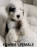 Fawnie, a female Sheepadoodle for sale in Tehachapi, CA – 1 of 4