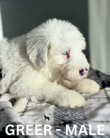 Greer, a male Sheepadoodle for sale in Tehachapi, CA – 4 of 7